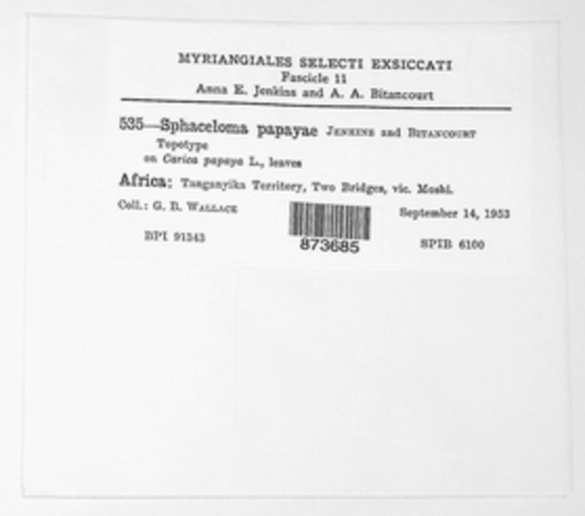Sphaceloma papayae image
